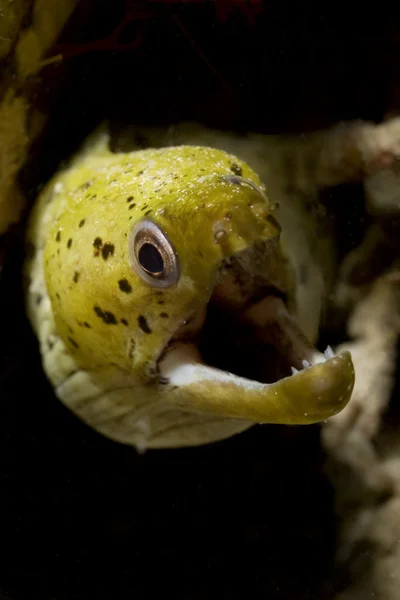 黄色ウツボ eeel プラウ mabul、sabah、マレーシアでは暗礁に。mabul のマレーシア ボルネオ島サバ州の海岸に位置しています. — ストック写真