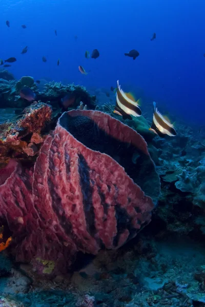 Esponja de barril rojo con dos peces bandera en el arrecife en Pulau Sipadan, Sabah, Malasia. Sipadan se encuentra en el lado oriental del Borneo malayo . — Foto de Stock