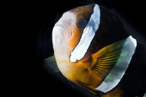 Retrato de pez payaso en el arrecife bajo el agua en Bali, Indonesia — Foto de Stock