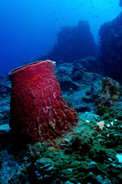 Barrelsponge στον ύφαλο tokong laut Περέντιαν νησιά, Μαλαισία — Φωτογραφία Αρχείου