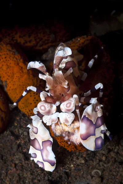 Färgglada harlequin räkor mata på en korall under vattnet på richelieu rock, thailand — Stockfoto