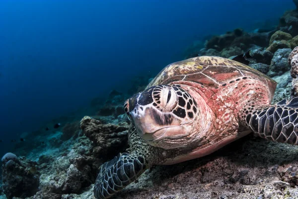 看着西巴丹岛，沙巴，马来西亚在查看器中的绿海龟 图库照片
