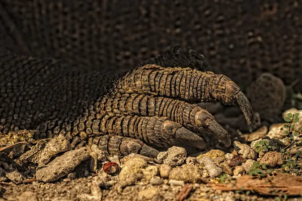 Komodo dragon (Varanus komodoensis) in Komodo National Park, Indonesia. The Komodo dragons are the largest lizards in the world. Close up view of a komodo dragon with forked tongue. — Stock Image Komodo dragon (Varanus komodoensis) in Komodo National Park, Indonesia. The Komodo dragons are the largest lizards in the world. Close up view of a komodo dragon with forked tongue. Royalty Free Stock Photos