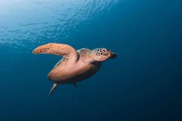 グリーンの海亀の水泳シパダン島、サバ州マレーシア ストックフォト