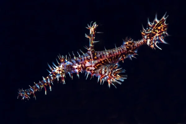 Closeup ενός δηλητηριωδών lionfish στα νησιά similan κατά τη διάρκεια ενός ταξιδιού καταδύσεις liveboard στη θάλασσα andaman, Ταϊλάνδη. Εικόνα Αρχείου