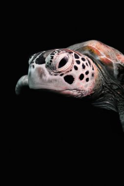 Green Sea Turtle portrait isolated on black background clipart