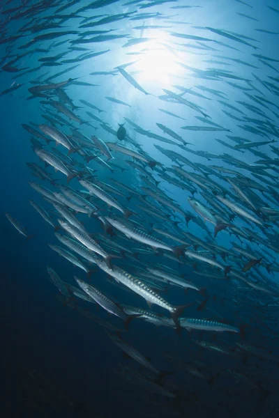 Schooling Barracudas with sunburst in blue water — Stock Photo, Image