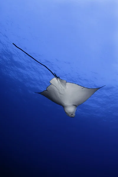 View looking up at Eagle Ray swimming under water — Stock Photo, Image