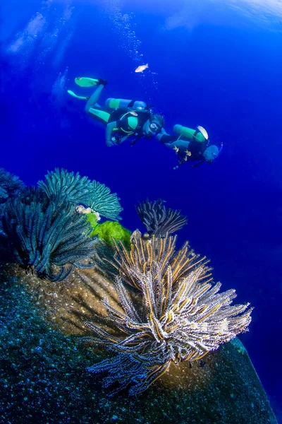 Primer plano de corales blandos con dos buceadores nadando en el fondo — Foto de Stock