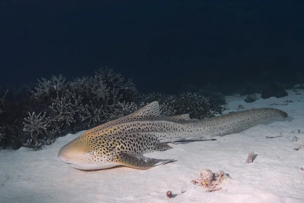 kumlu altta istirahat leopar köpekbalığı