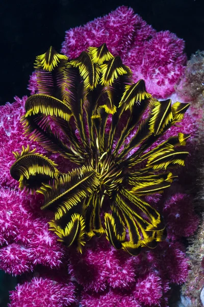 Coral macio rosa e estrela de penas amarela preta sob a água — Fotografia de Stock