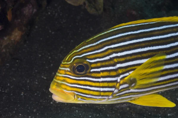 Portrait of Oriental Sweetlips — Stock Photo, Image