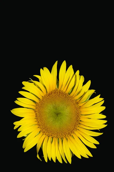 Yellow sunflower isolated on black background — Stock Photo, Image