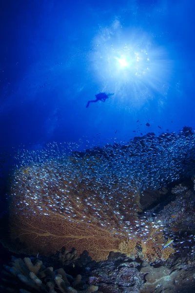 Красный коралловый риф с плавающими стеклянными рыбами и синим фоном — стоковое фото