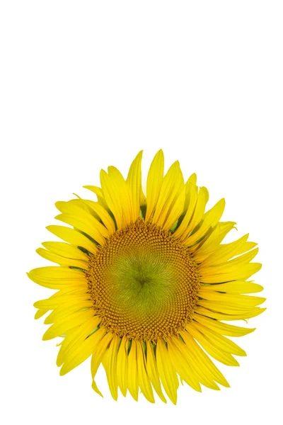 Yellow sunflower isolated on white background — Stock Photo, Image