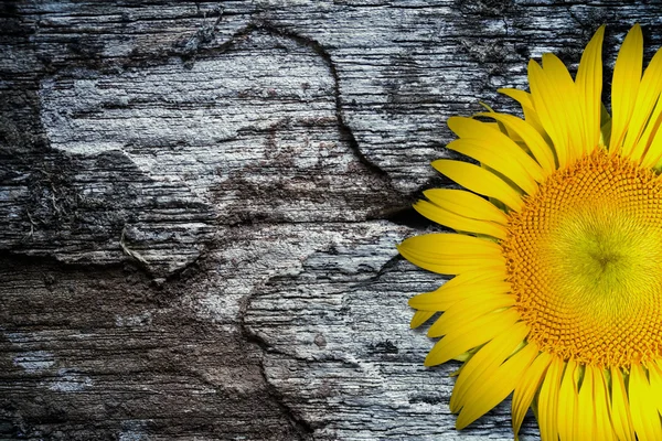 Girasol amarillo sobre fondo de madera texturizado viejo — Foto de Stock