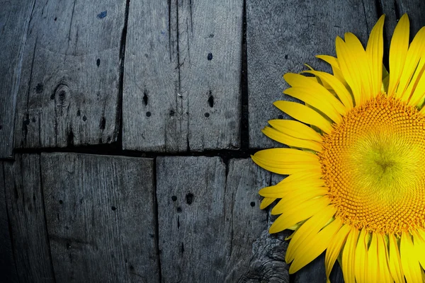 Yellow sunflower on old textured wooden floor board background — Stock Photo, Image