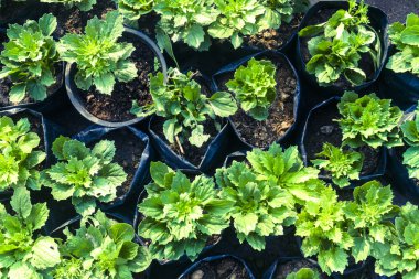 toprakta büyüyen yeşil fidan