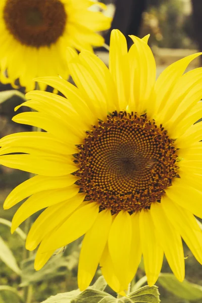 Two yellow sunflowers in field — Stock Photo, Image