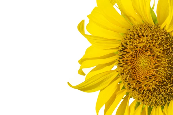 Girasole giallo isolato su sfondo bianco — Foto Stock