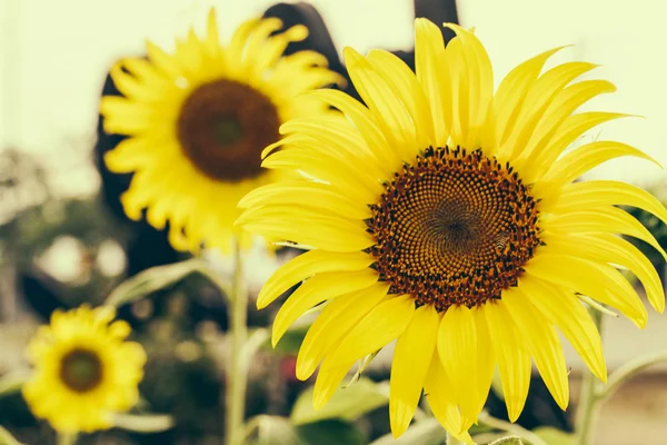 Yellow sunflower isolated on white background — Stock Photo, Image