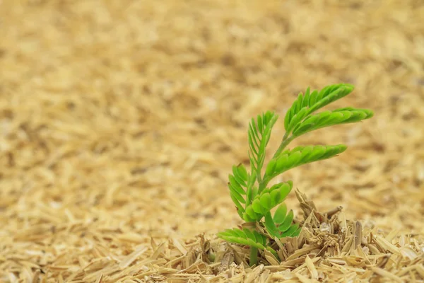 Green plant growing in dry hay — Stock Photo, Image