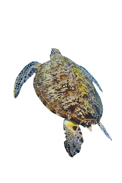녹색 바다 거북의 수영 흰색 배경에 고립 — 스톡 사진