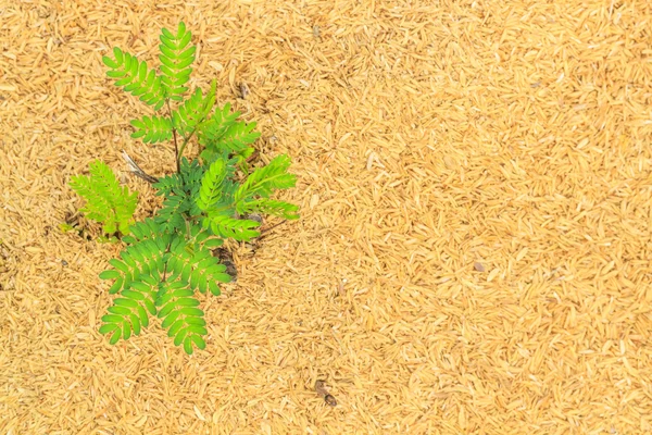 Green plant growing in dry hay — Stock Photo, Image