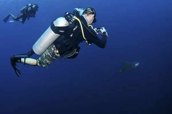 Scuba diver eagle ray fotoğraf çekimi