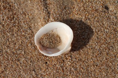 Sahilde kabuklu kabukları