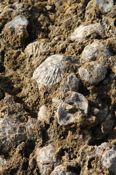 Sedimented bivalve shell.