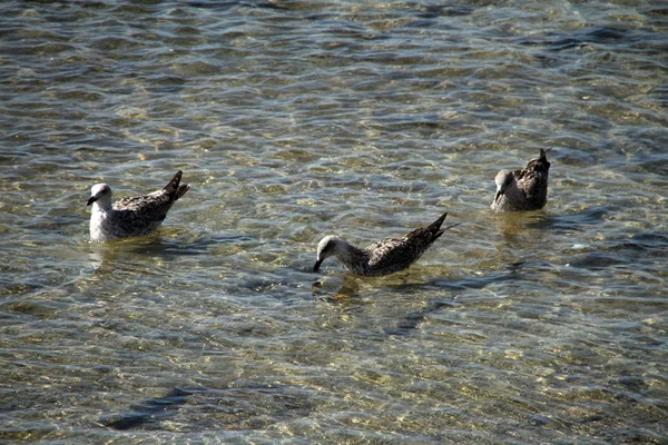 Gaivotas — Fotografia de Stock