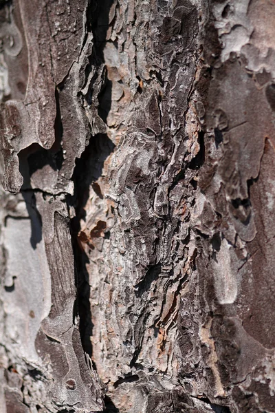 Madera — Stok fotoğraf