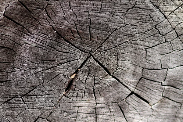 Madera — Stok fotoğraf