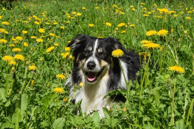 Sınır çobanı karahindiba gibi yatıyor. Çok tatlı bir köpek..