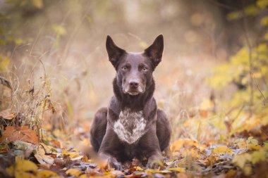 Sınır çobanı ormanda yolda yatıyor. Parkta sonbahar foto çekimleri.