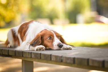 Kooikerhondje bankta yatıyor. Çok tatlı bir köpek..