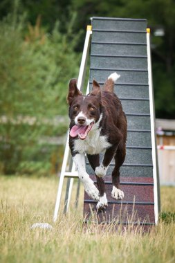 Köpek köpek gezintisinde çeviklik parkında koşuyor. Rekabet için yeni şeyler öğretiyor..