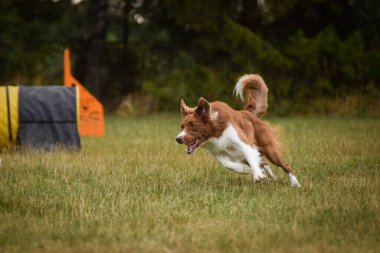 Köpek çeviklik içinde koşuyor. Harika bir akşam, Engel bir spor müsabakası için özel çeviklik eğitimi alıyor.
