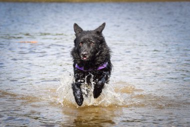 Mudi suda koşuyor. Sonbahar fotoğraf atölyesiydi..