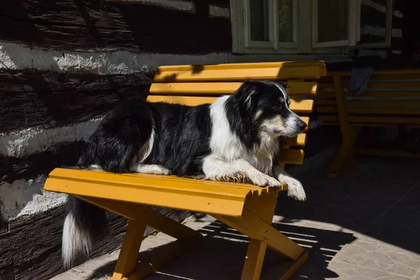 Border Collie Está Deitado Banco Ele Tão Fofo — Fotografia de Stock