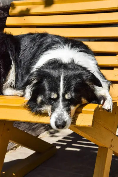 Collie Ligger Bänken Han Söt Hund — Stockfoto