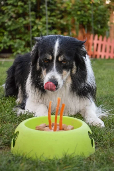 Sınır Köpeği Collie bahçede doğum günü pastasını yiyor. Bu onu çok mutlu etti..