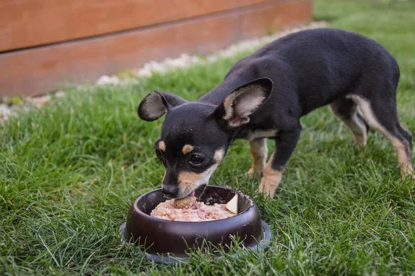 Chihuahua Kölyke Kertben Vacsorázik Annyira Boldog Ezzel — Stock Fotó