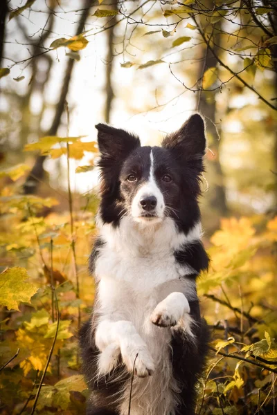 Gränscollie Tigger Skogen Det Höstens Modul — Stockfoto