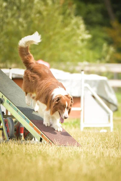 犬は犬の散歩に敏捷性公園で走っています 彼女は競争のために新しいことを教える — ストック写真