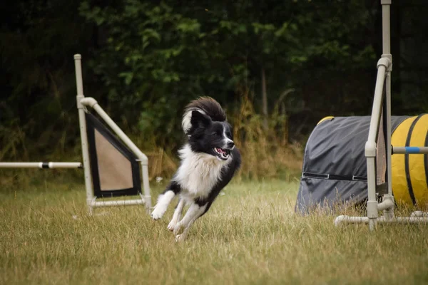 Cão Está Correr Agilidade Noite Incrível Obstáculo Ter Treinamento Agilidade — Fotografia de Stock