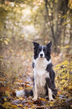 Sınır çobanı ormanda oturuyor. Sonbahar portresi..