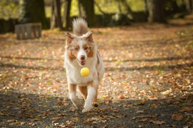 Avustralyalı çoban ormandaki yaprakların arasında koşuyor. Parkta sonbahar foto çekimleri.
