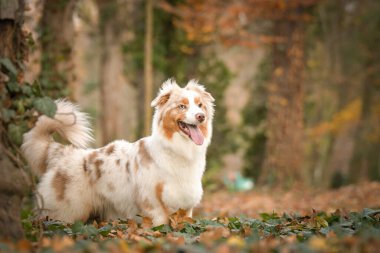 Avustralya çobanı ormandaki yaprakların arasında duruyor. Parkta sonbahar foto çekimleri.